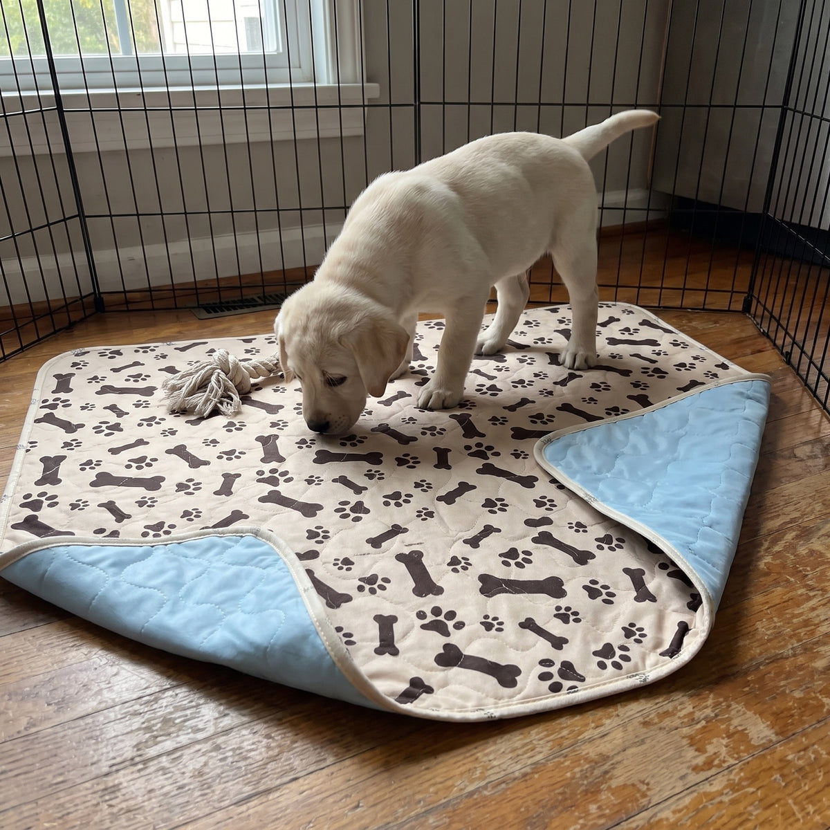 Puppy sniffing the beige pad inside a playpen