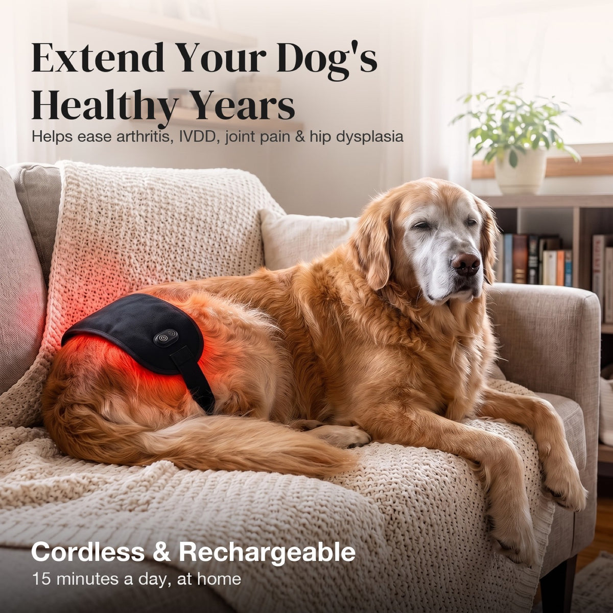 Senior golden retriever relaxing with the Pet Common red light pad strapped around its lower back