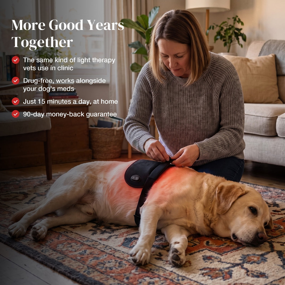 Owner fastening the red light pad around her Labrador