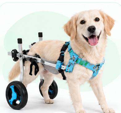 Golden Retriever with rear leg weakness in a dog wheelchair